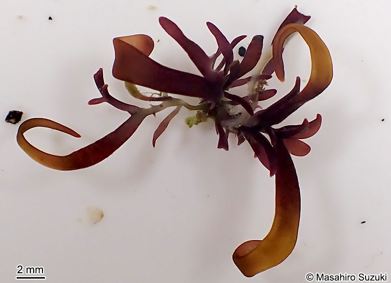 Chondracanthus okamurae