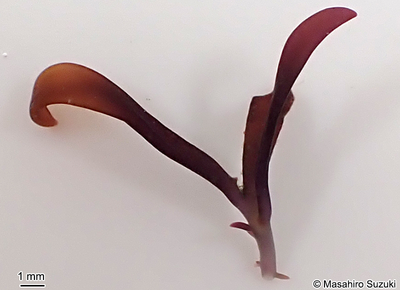 Chondracanthus okamurae