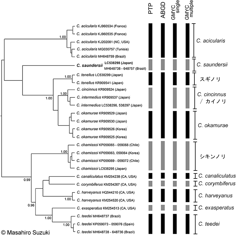 cox1遺伝子を用いたベイズ法の系統樹と種の区分