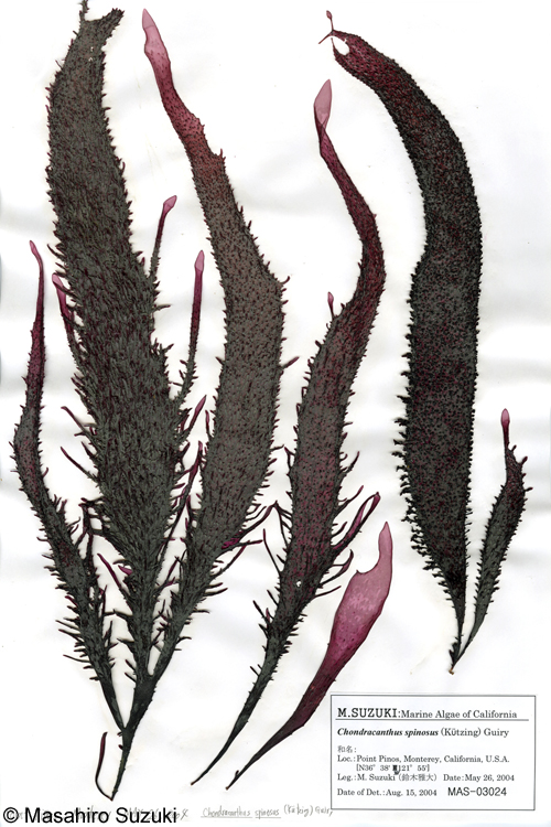 Chondracanthus spinosus