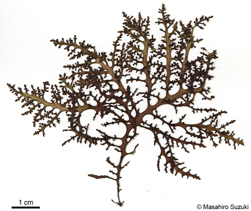 カタソゾ Chondrophycus cartilagineus