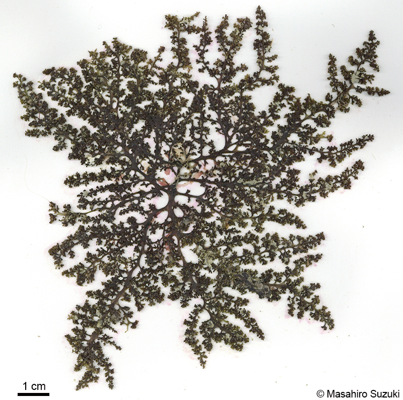 カタソゾ Chondrophycus cartilagineus