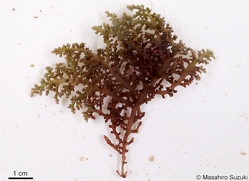 カタソゾ Chondrophycus cartilagineus