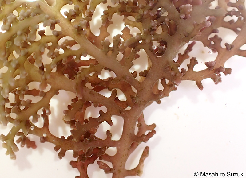 カタソゾ Chondrophycus cartilagineus