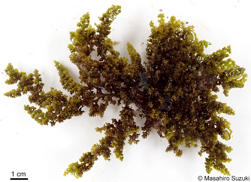 カタソゾ Chondrophycus cartilagineus