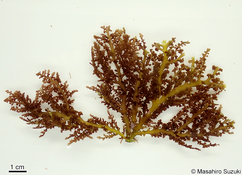 Chondrophycus coreanus