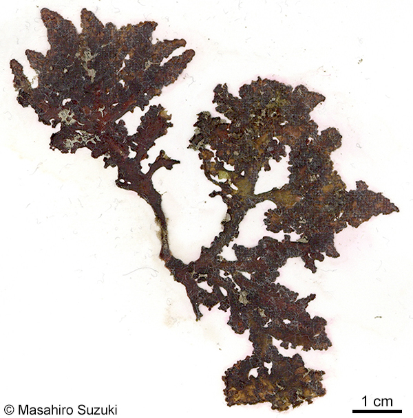 Chondrophycus cf. undulatus