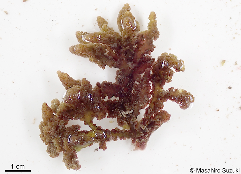 Chondrophycus cf. undulatus