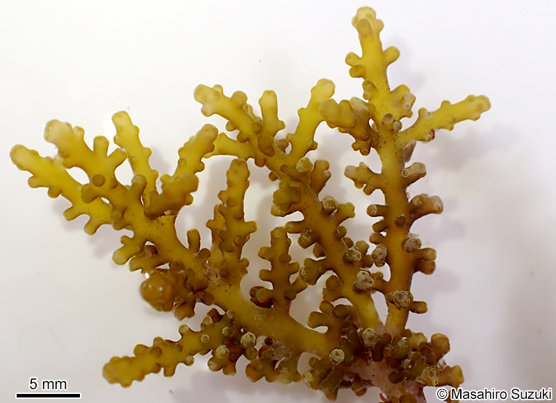 Chondrophycus cf. undulatus