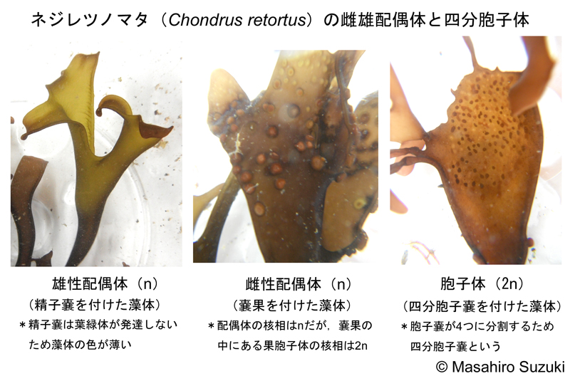 ネジレツノマタ Chondrus retortus