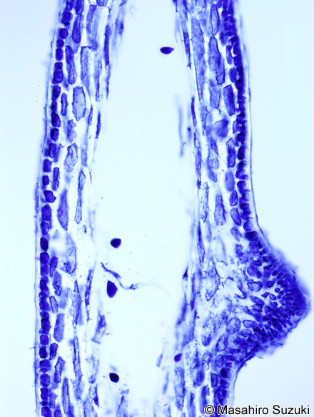 ニセイバラノリ Coelothrix irregularis