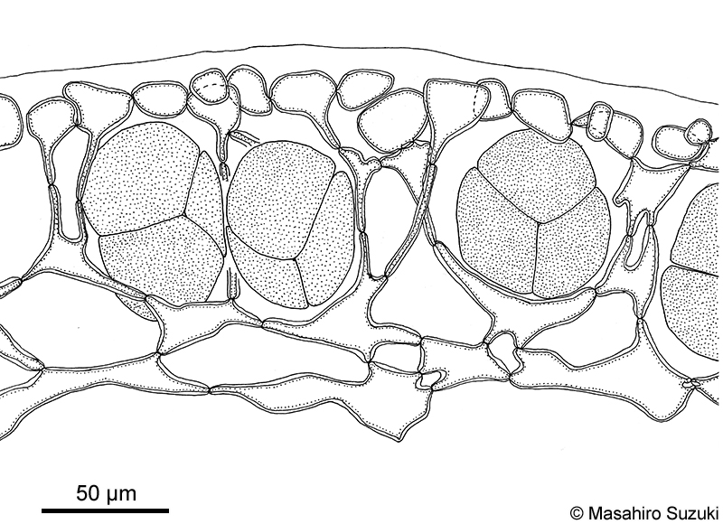ニセイバラノリ Coelothrix irregularis
