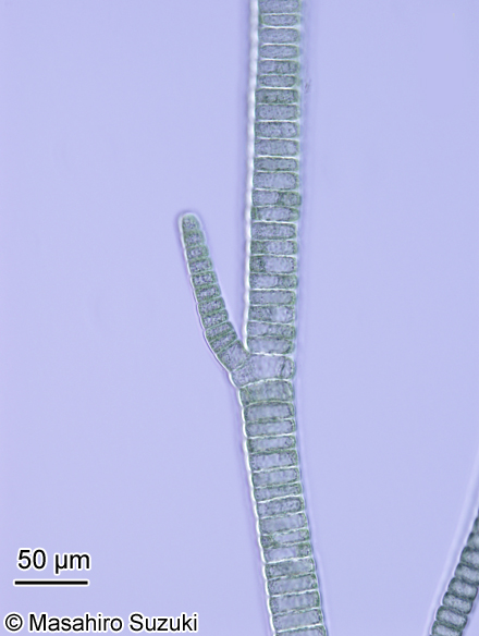 オオイシソウ Compsopogon caeruleus