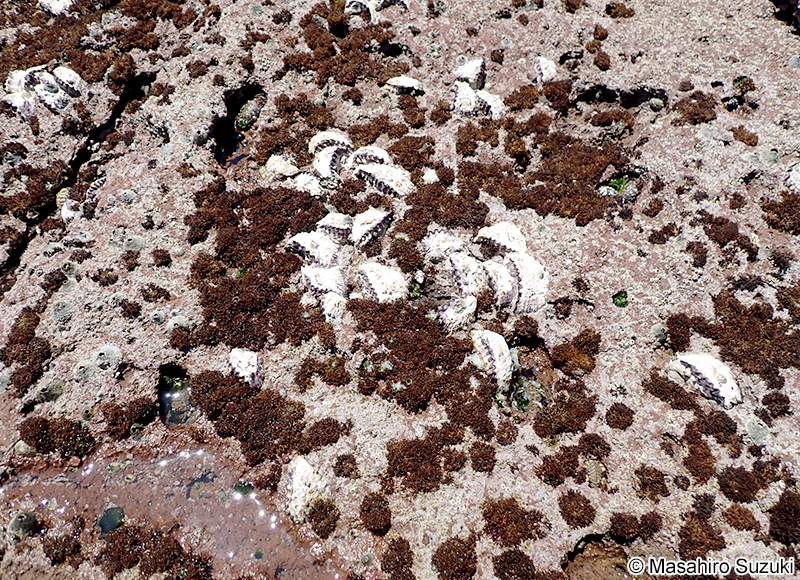 カモガシラノリ Dermonema pulvinatum