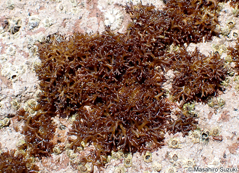 カモガシラノリ Dermonema pulvinatum