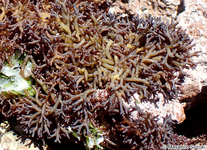 カモガシラノリ Dermonema pulvinatum