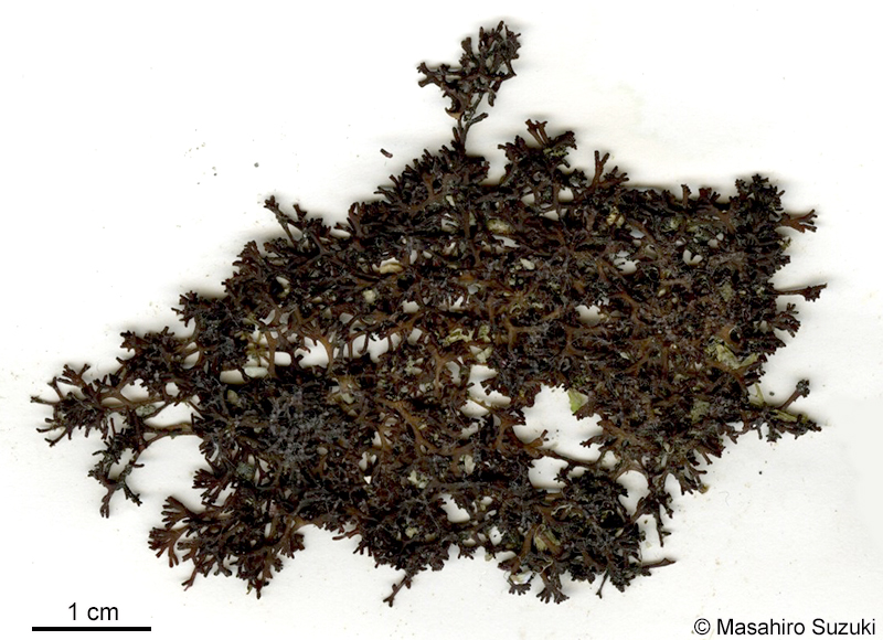 カモガシラノリ Dermonema pulvinatum
