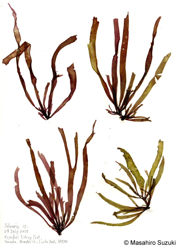 ダルス Devaleraea mollis