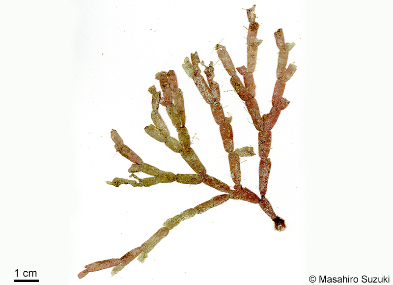 フクロガラガラ Dichotomaria obtusata