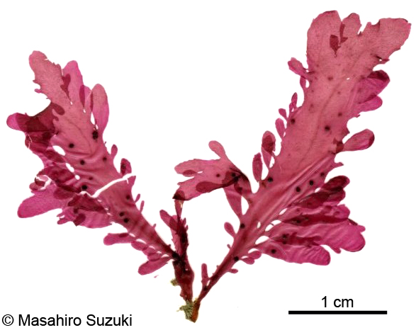 タチウスベニ Erythroglossum pinnatum