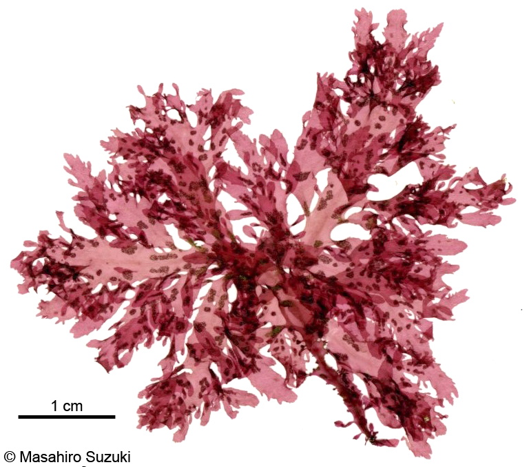 タチウスベニ Erythroglossum pinnatum