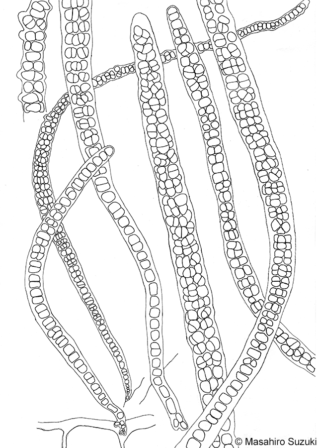 ホシノイト Erythrotrichia carnea