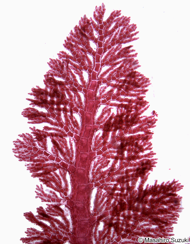 イソシノブ Euptilota articulata