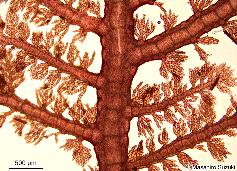 イソシノブ Euptilota sp. (E. cf. articulata)