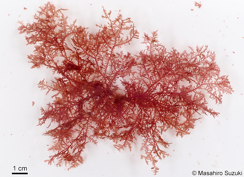 イソシノブ Euptilota sp. (E. cf. articulata)