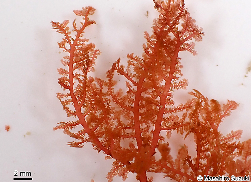 イソシノブ Euptilota sp. (E. cf. articulata)