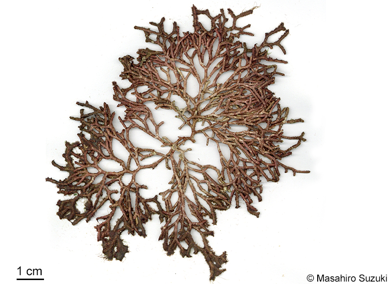 ビロードガラガラ Galaxaura divaricata