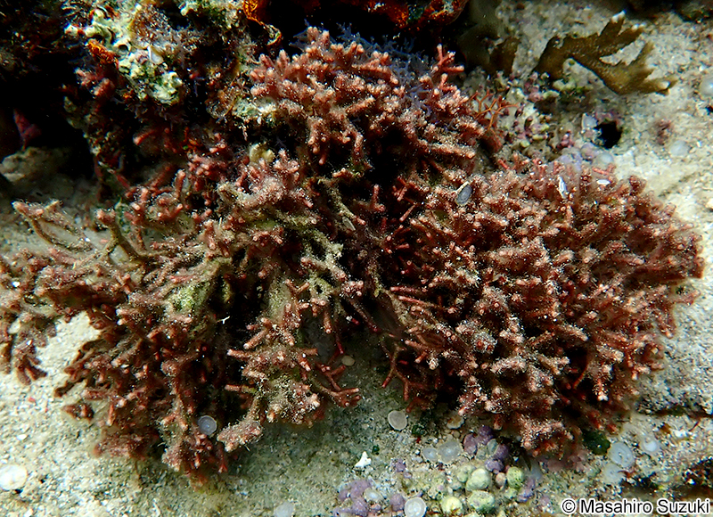 ビロードガラガラ Galaxaura divaricata