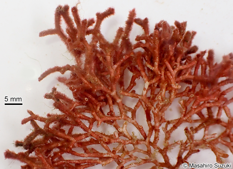 ビロードガラガラ Galaxaura divaricata