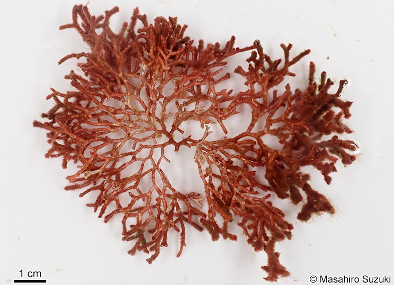 ビロードガラガラ Galaxaura divaricata