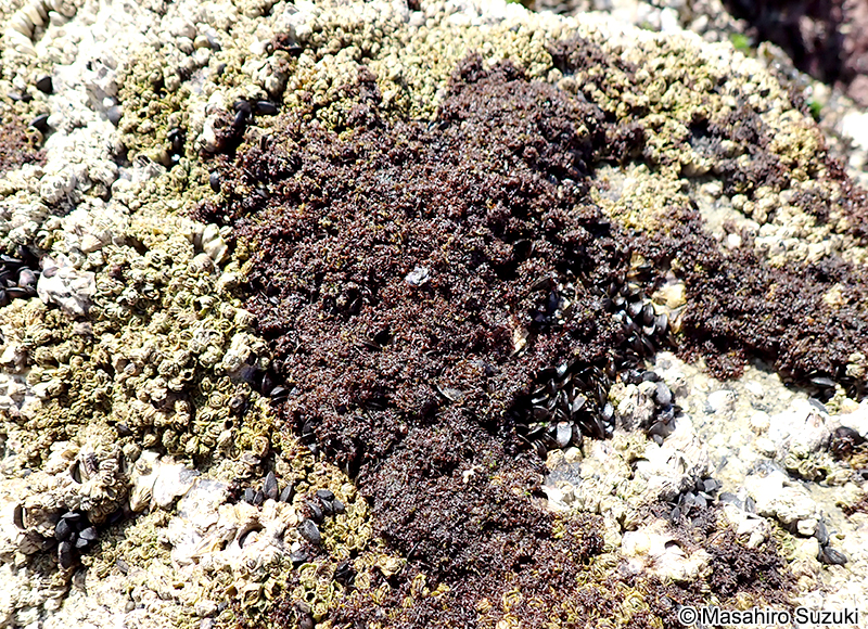 Gelidiophycus freshwateri