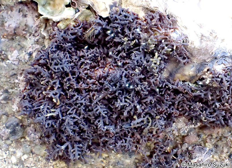 Gelidiophycus freshwateri