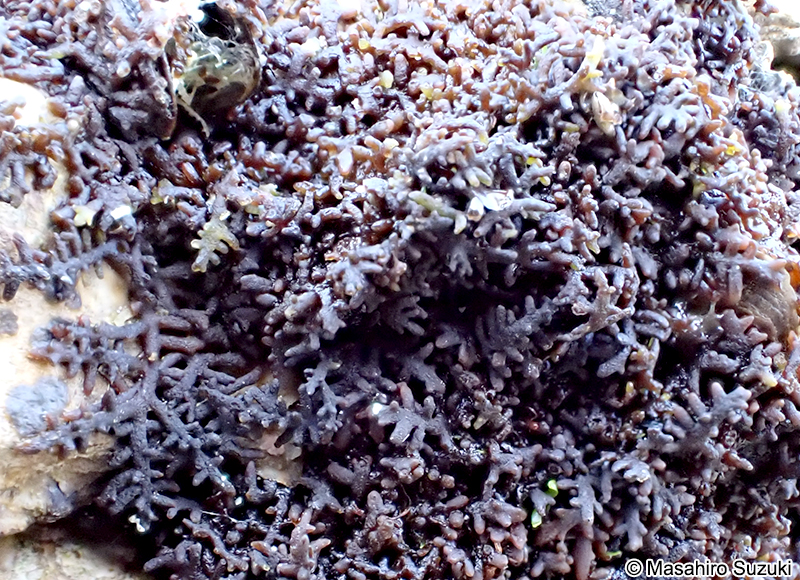 Gelidiophycus freshwateri