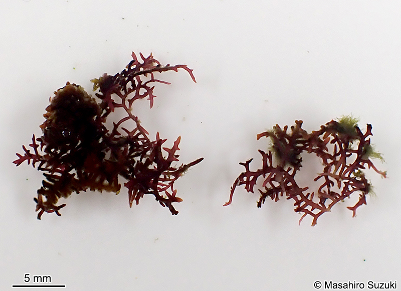 Gelidiophycus freshwateri