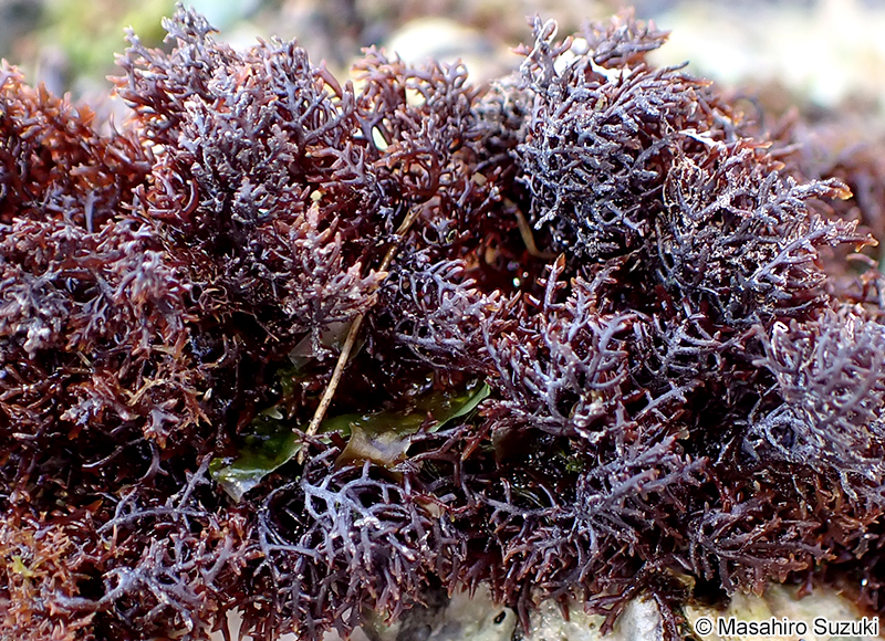 Gelidiophycus freshwateri