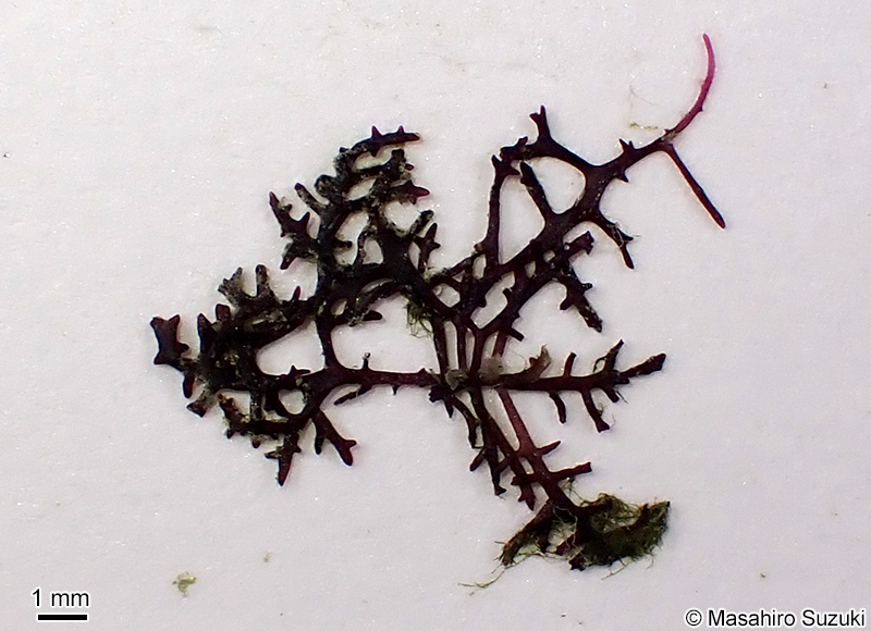 Gelidiophycus freshwateri