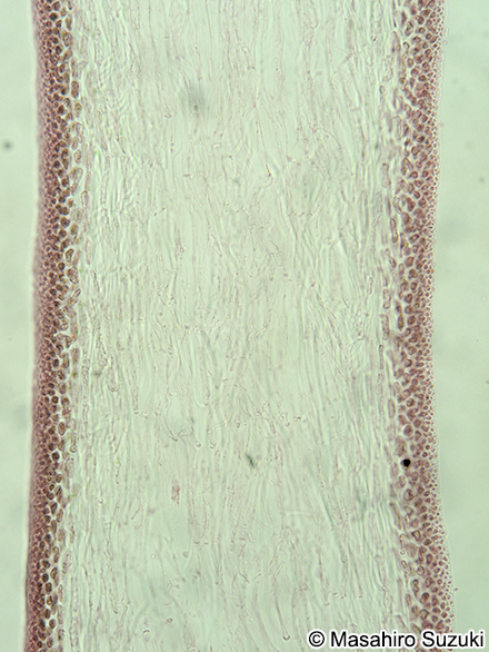 マクサ Gelidium elegans