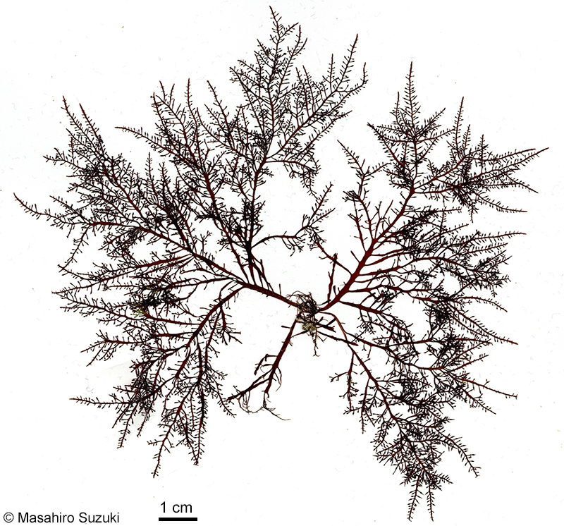 ツヤクサ Gelidium johnstonii