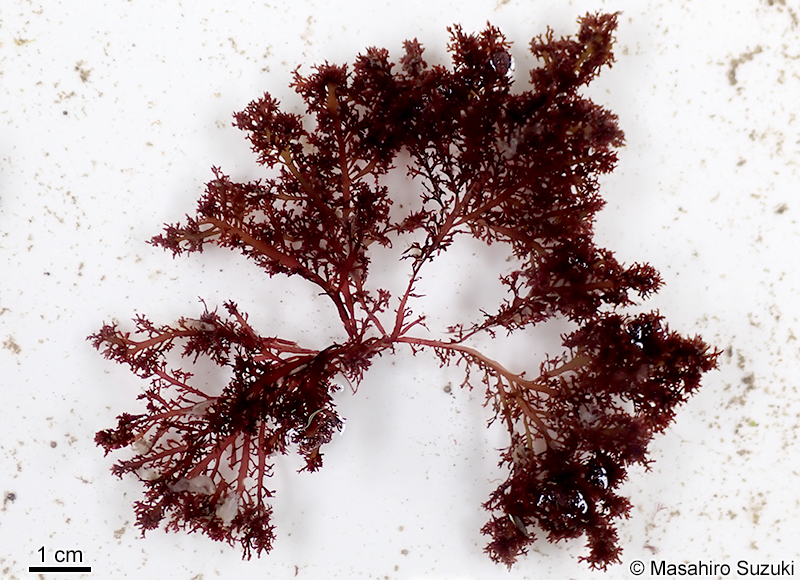 ツヤクサ Gelidium johnstonii