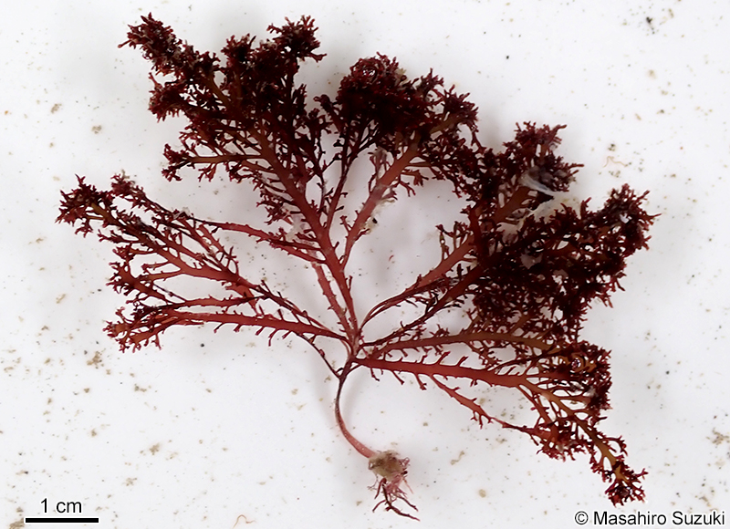 ツヤクサ Gelidium johnstonii