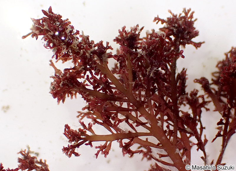 ツヤクサ Gelidium johnstonii