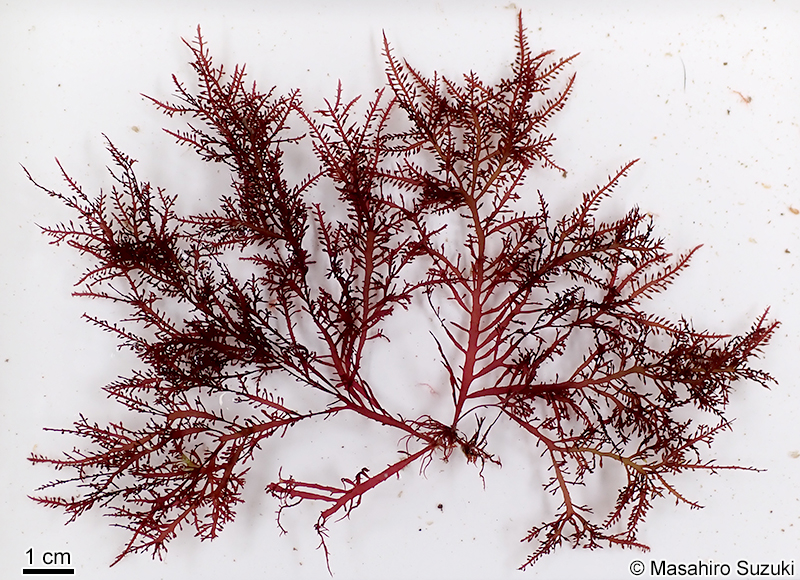 ツヤクサ Gelidium johnstonii