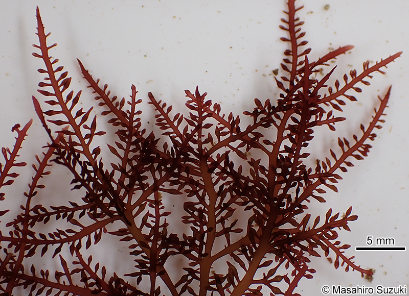 ツヤクサ Gelidium johnstonii