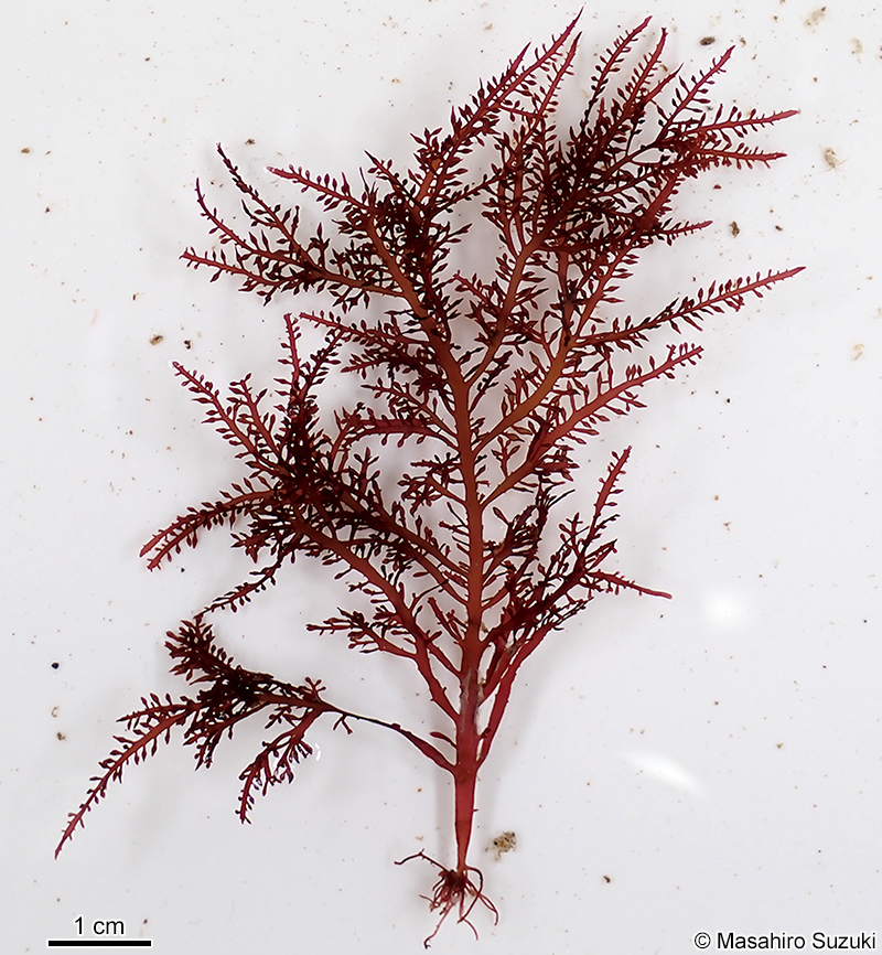 ツヤクサ Gelidium johnstonii