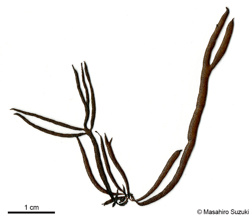 オシマフノリ Gloiopeltis coliformis