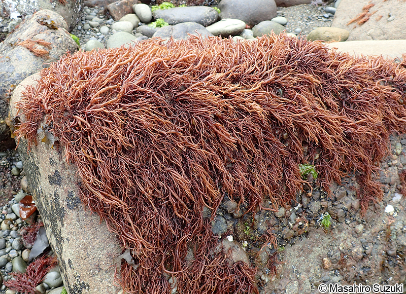 フクロフノリ Gloiopeltis furcata